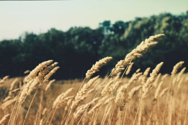 快速内存回收的网站攻击器